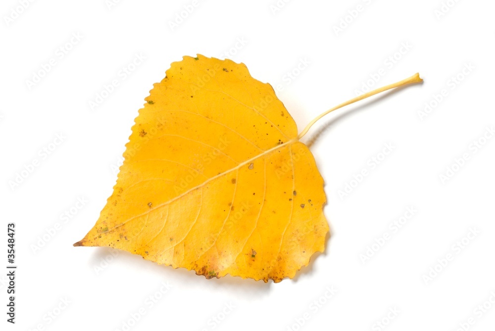 Naklejka premium Leaf