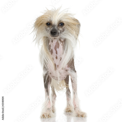 chinese crested dog Hairless dog in front of a white background