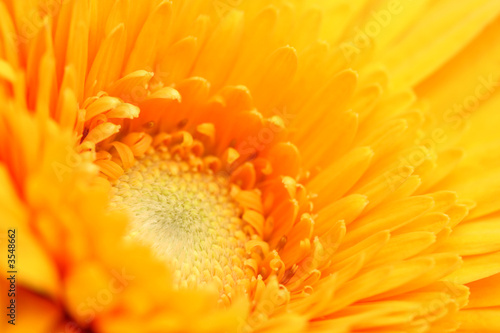 Yellow Gerbera Daisy