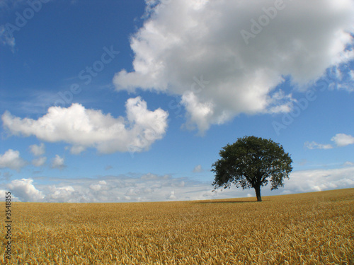 champs de céréales et arbre