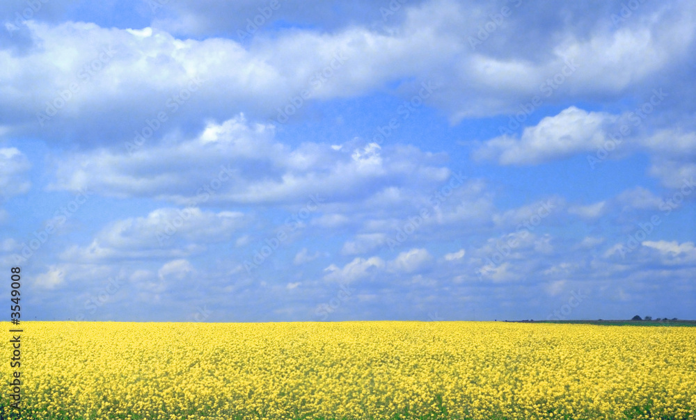 The Mustard in Blooming The Mustard in Blooming