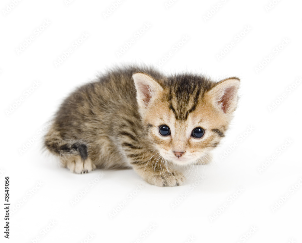 A small kitten on a white background A small kitten on a white background