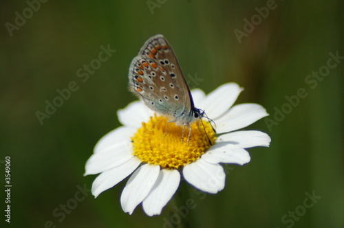 Mariposa ICARO © niquimania