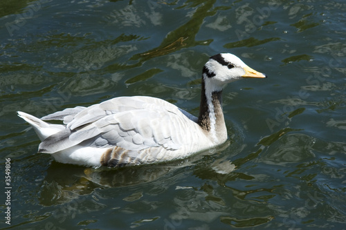 Anser indicus