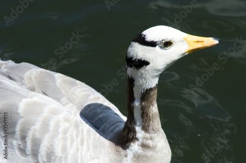 Anser indicus