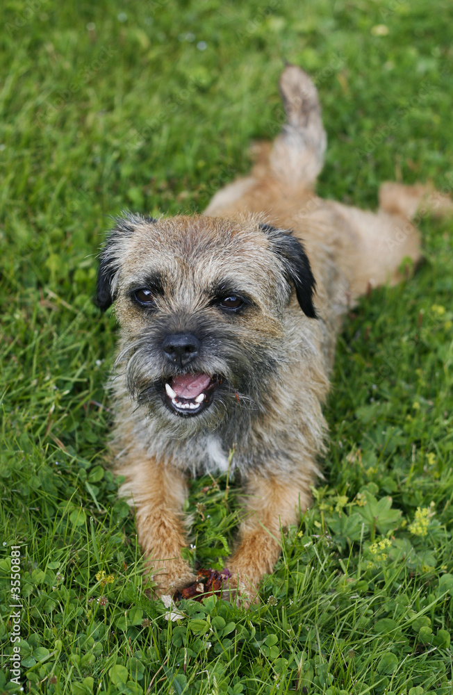 english border terrier relaxing in the grass on a summer day english border terrier relaxing in the grass on a summer day