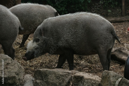 bush pig photo