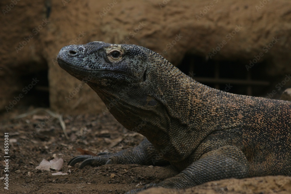 komodo dragon 2