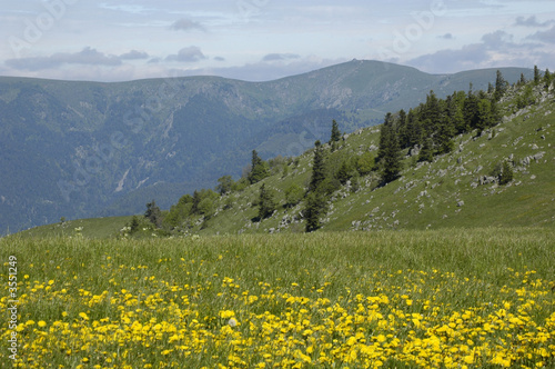 prairie des hautes vosges