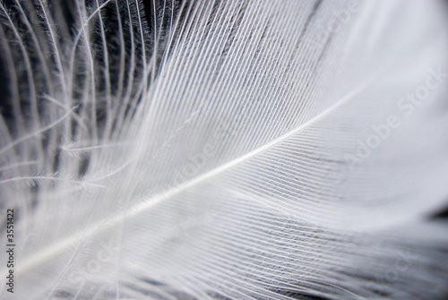 Feather closeup series
