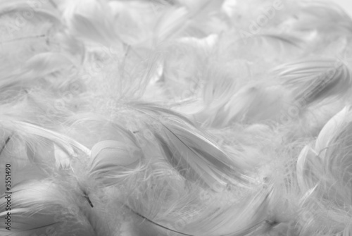 Feathers bw background #3551490