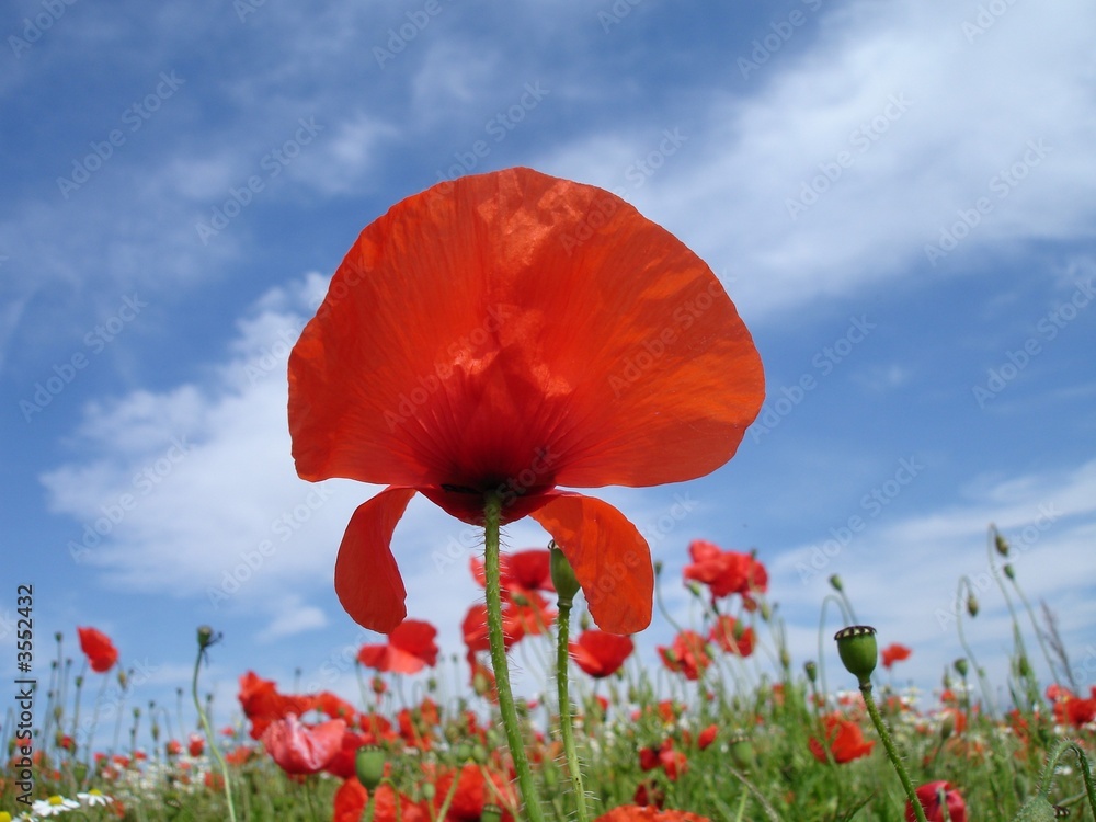 Obraz premium JOLI COQUELICOT