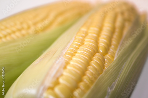 Corn 6