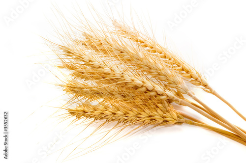 wheat isolated on white