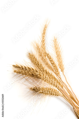 wheat isolated on white