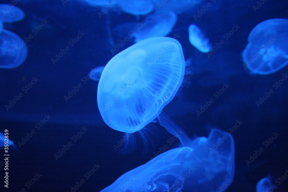 Obraz premium Jellyfish