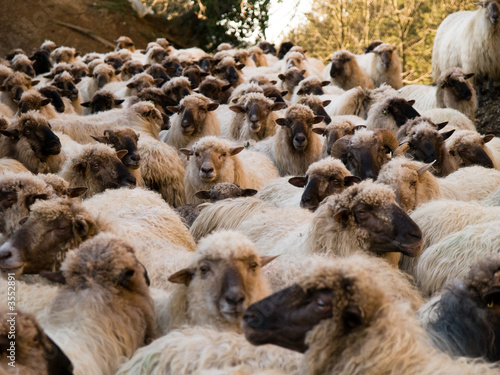 Large sheep herd
