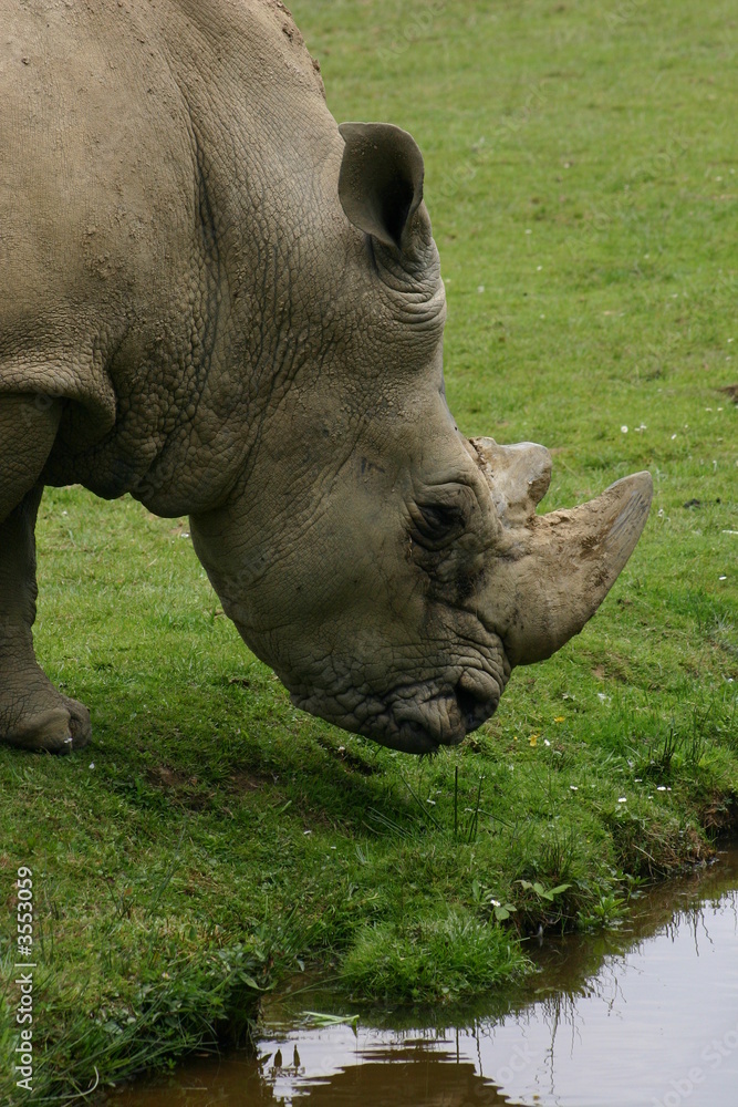 rhinoceros