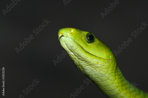 Close-up photograph of green mamba  