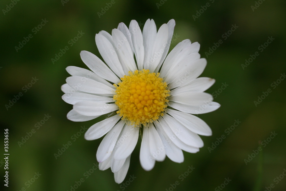 Obraz premium paquerette