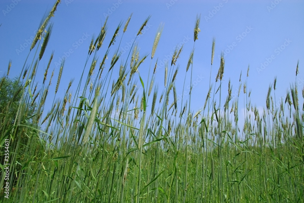Rural belgium, corn field with young growing rye grain