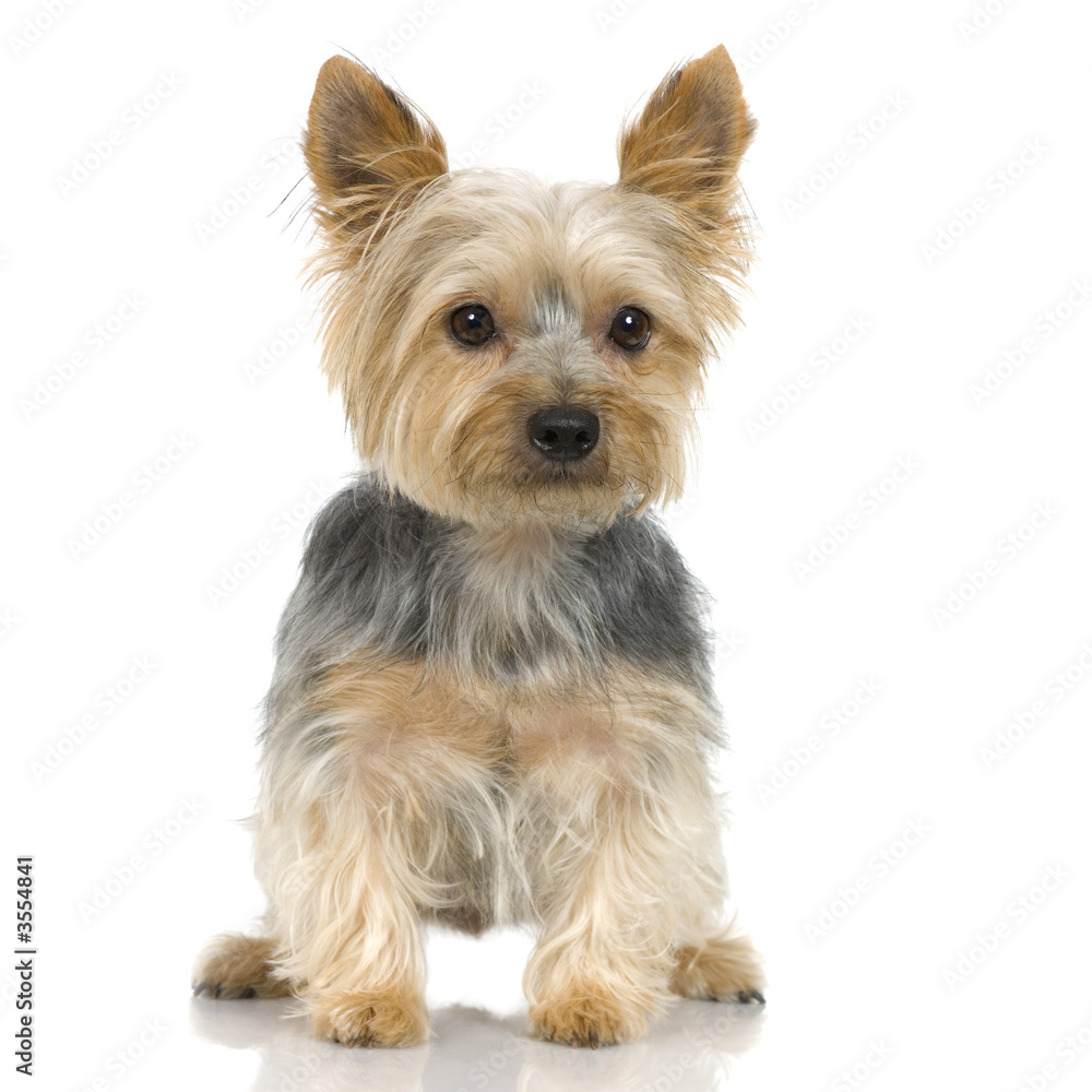 Yorkshire Terrier in front of a white background Yorkshire Terrier in front of a white background
