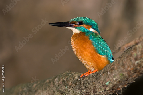 Kingfisher © Marek Cech
