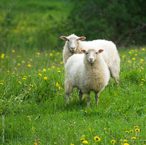 Fototapeta sheep in dandelion field