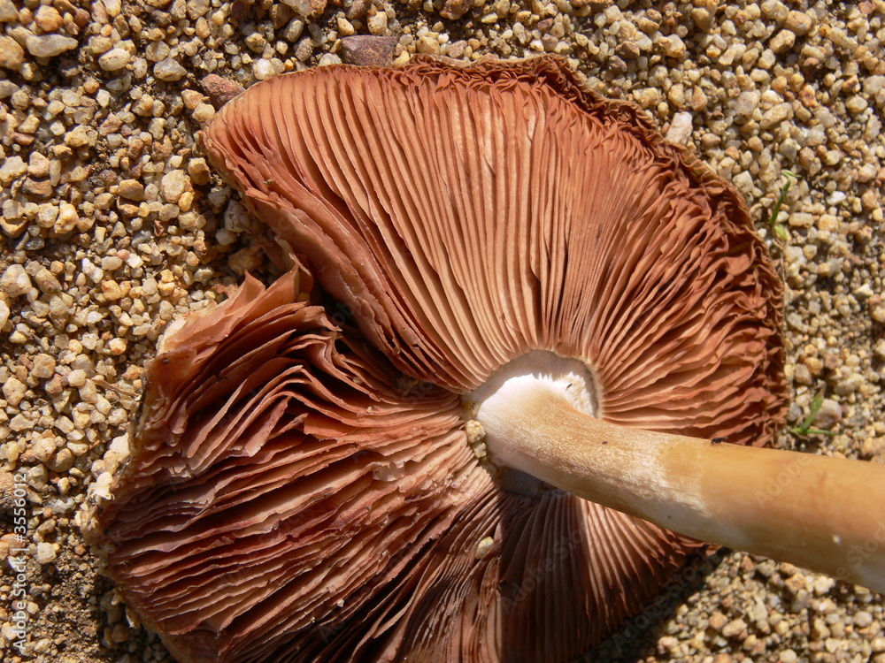 broken mushroom on gravel broken mushroom on gravel