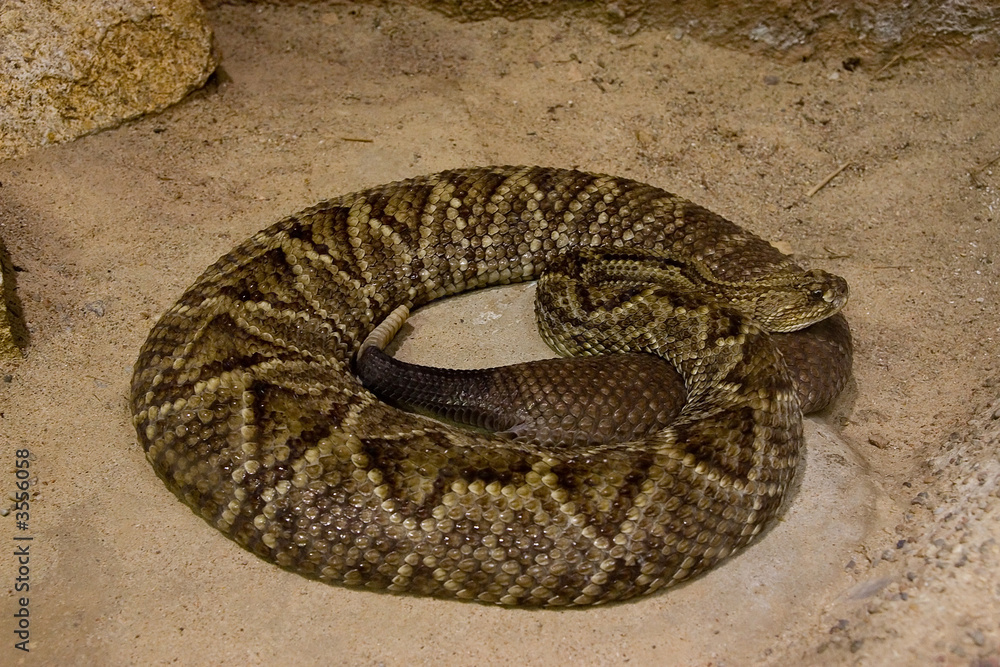 Obraz premium Rattlesnake