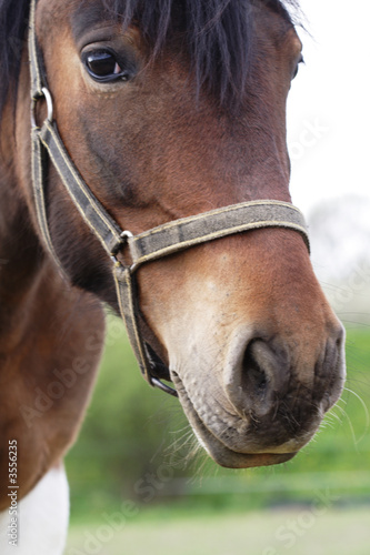 Beautiful horse in country stud farm © Ariusz