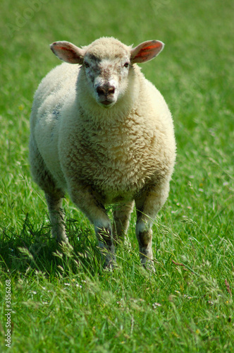 Schaf auf einem Feld