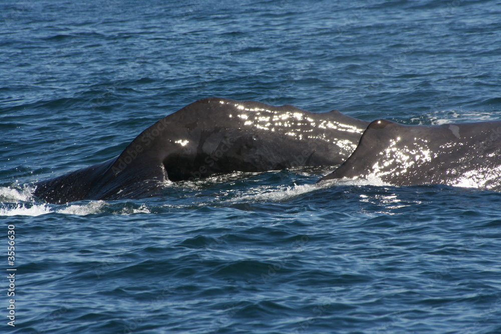 Fototapeta premium Two whales diving together