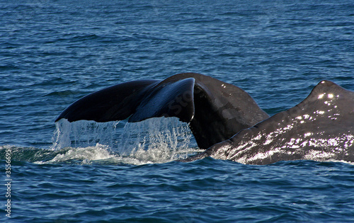 Two whales swimming along side - one diving
