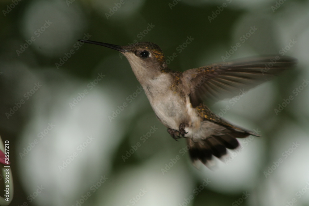 Fototapeta premium Hummingbird