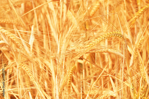 Fantastic Golden Wheat Details