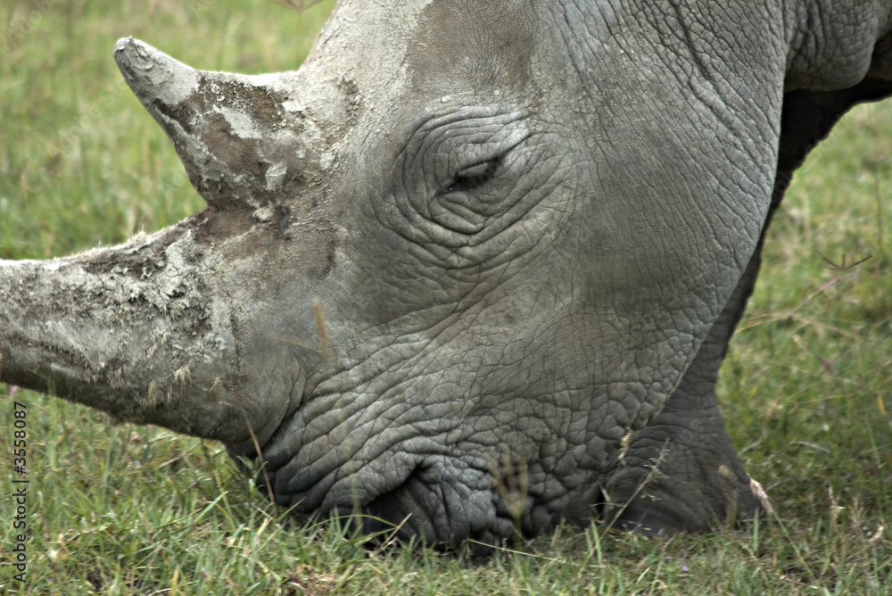 Portret of single male African rhinoceros Portret of single male African rhinoceros