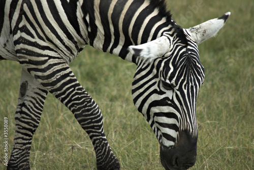 Single african zebra. National Park Lake Manyara  Kenya