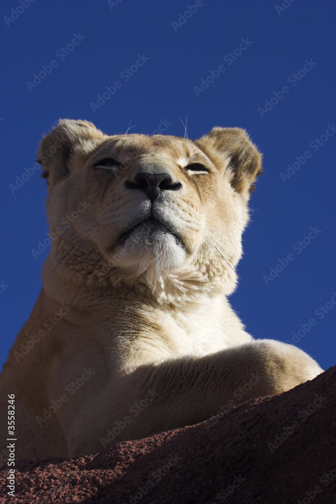 Obraz premium Lioness snoozing on rocks
