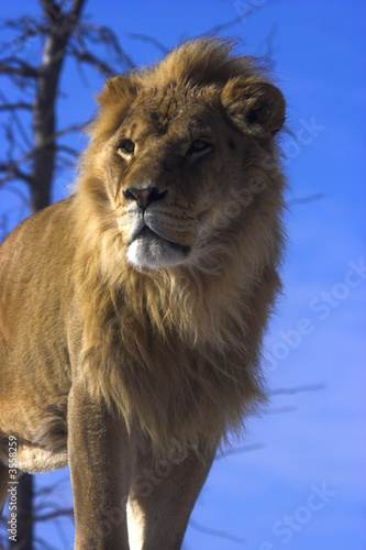 Fototapeta Naklejka Na Ścianę i Meble -  Young lion with blue sky