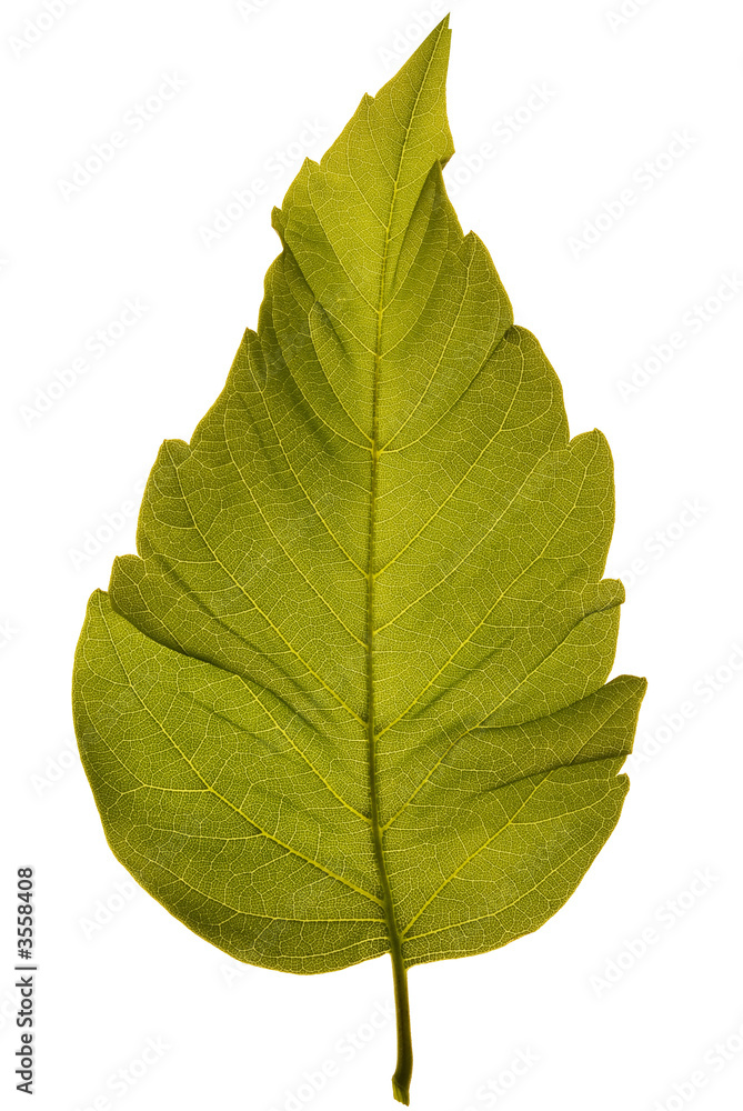 Obraz premium studio shot of box elder tree