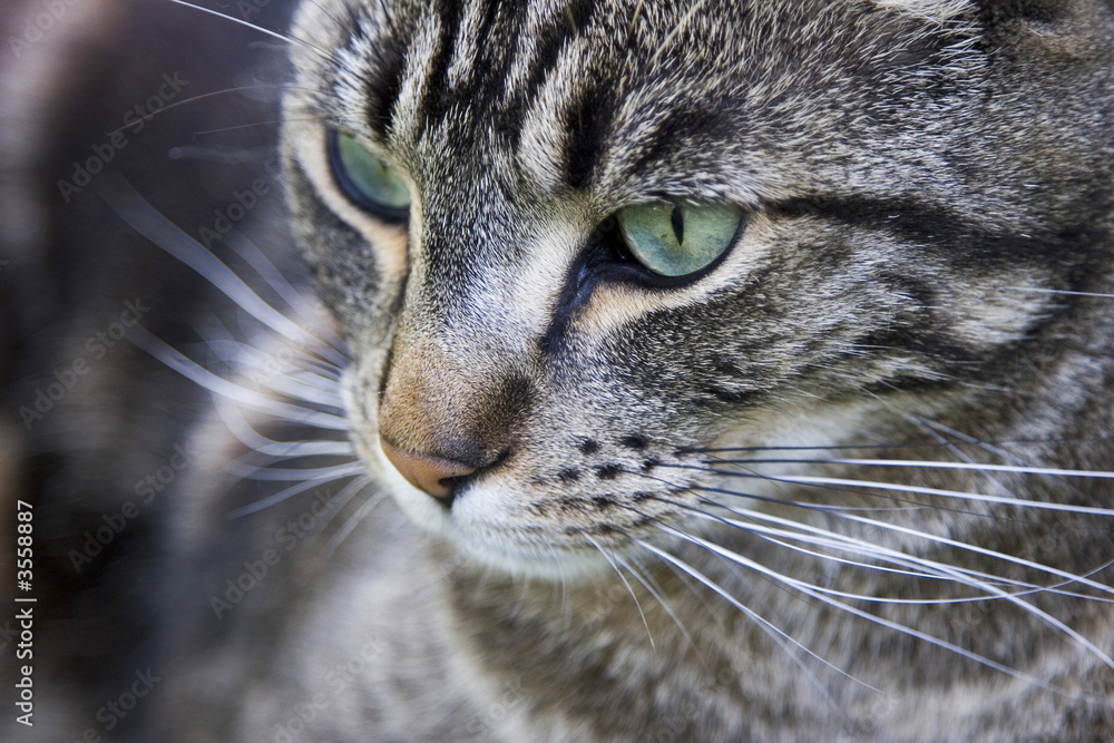 Close up of a handsome green-eyed tabby cat.