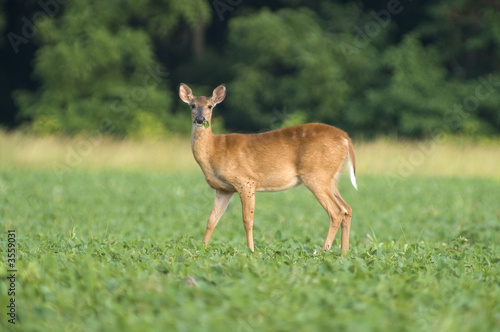 whitetail doe eating soybeans