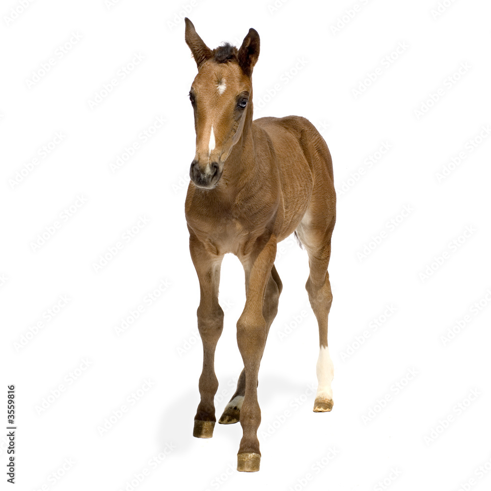 Foal in front of a white background Foal in front of a white background