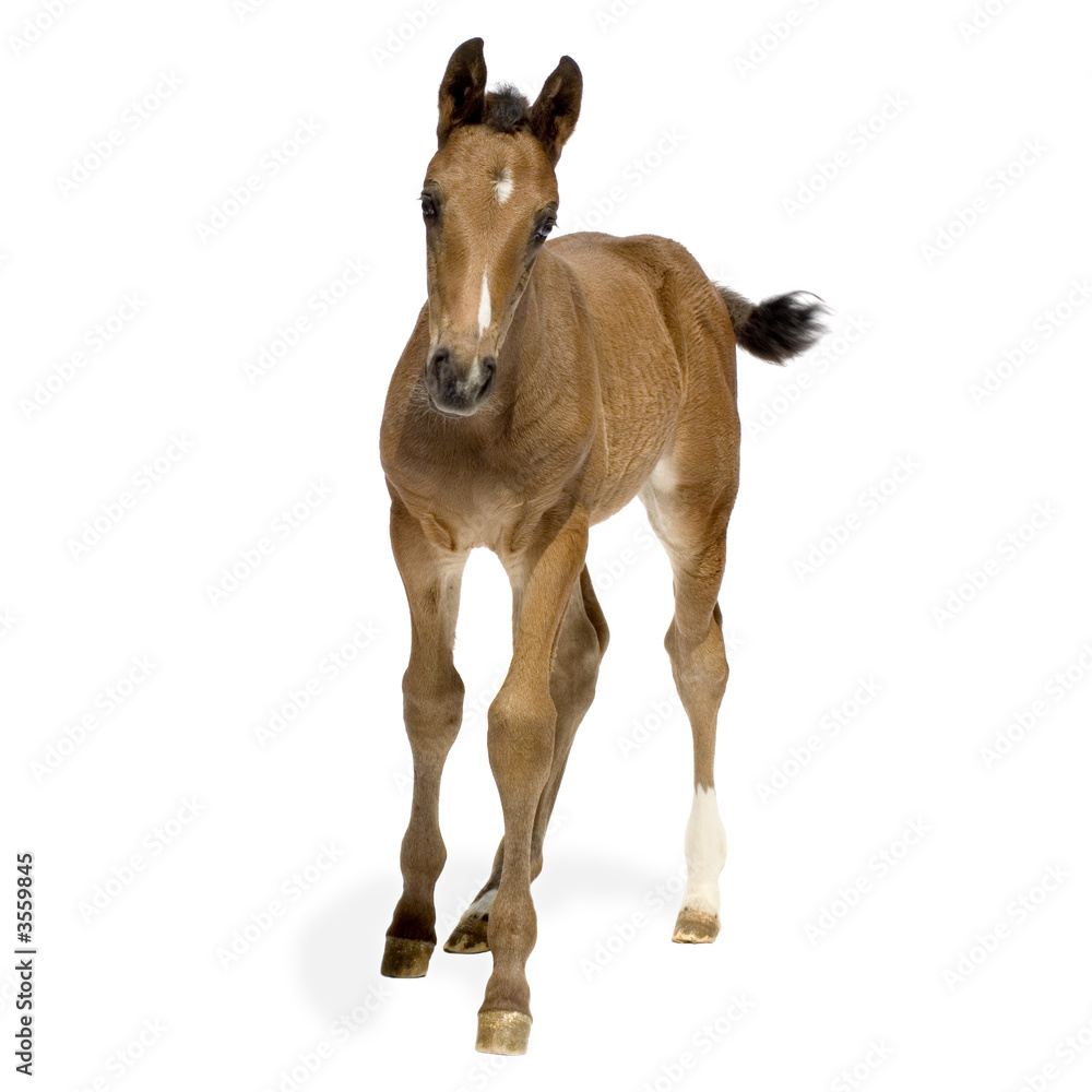 Obraz premium Foal in front of a white background