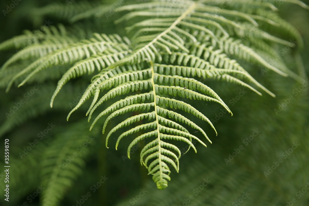Fern in Northwest Fern in Northwest