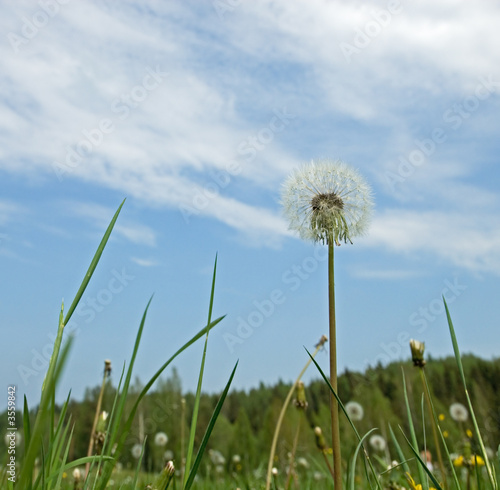 dandelions over blue sky background