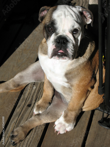 Silly Bulldog