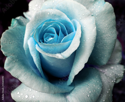 Blue Rose