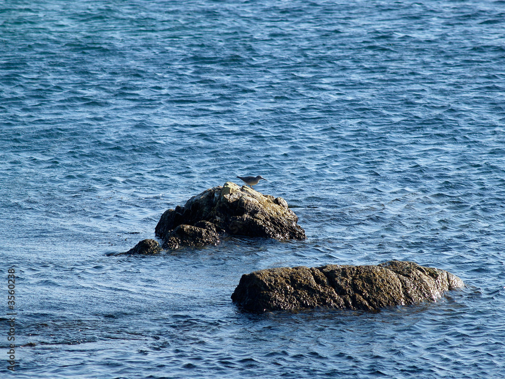 Obraz premium sea bird on the rock